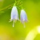 Swaying summer flowers 42
