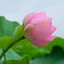 蓮４