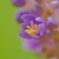Swaying summer flowers 43