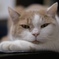 腕にあご乗せ猫