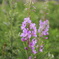 野反湖の花