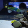 墨田水族館1