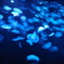 墨田水族館2