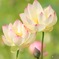 蓮の花