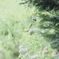 アゲハ蝶