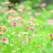 お花