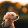 愛犬