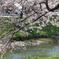 川面に花筏