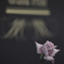 一輪の薔薇