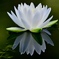 清らかな花