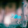 film・Turquoise Dream*