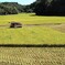 稲刈り始まる