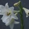 百合の花
