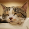 猫カフェ・３