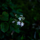 山の紫陽花