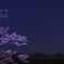 夜桜と山