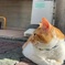 めいちゃんいた