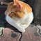 めいちゃんがいたよ〜