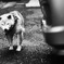 老いぼれ犬の口笛