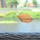 葉っぱがお魚に見えた夏・・☆