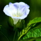 花、、