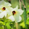 オクラの花