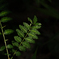 山椒の葉