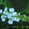 P1340022　水田の花