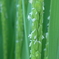 P1340023　イネの花