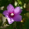 川辺に咲く花　芙蓉