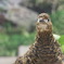 ライチョウ