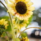 sun flower