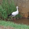 コウノトリ