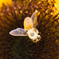 honey bee