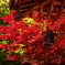 初夏の紅