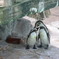 ペンギンin富山動物園