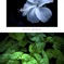 ハイビスカス／温室内の植物（組み写真）