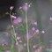 街の花