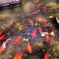 goldfish_