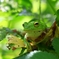 モリアオガエル