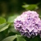 紫陽花