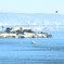Alcatraz Island