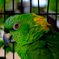 動物園にいた鳥
