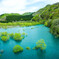 新玉川大橋の水没林③