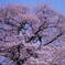 室蘭幌萌桜