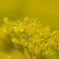 Swaying summer flowers 65