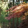 kyoto