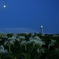月夜の花