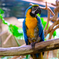 コンゴウインコ オウム目インコ科