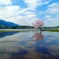 湖上の桜